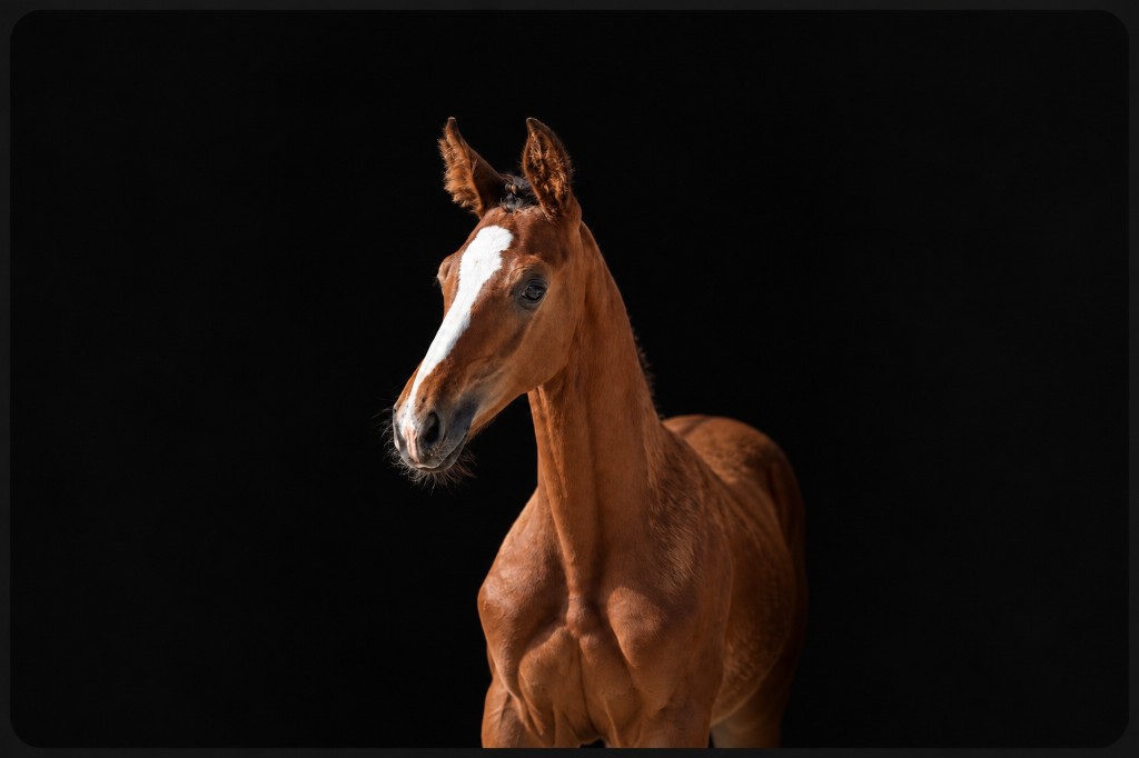 Chestnut foal from the private Bridl collection